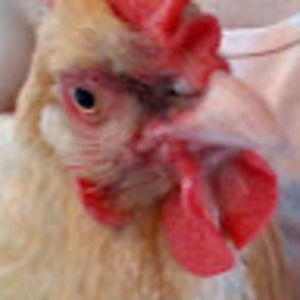 Meet your Posher, Ginger